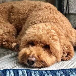 Meet your Posher, Jane